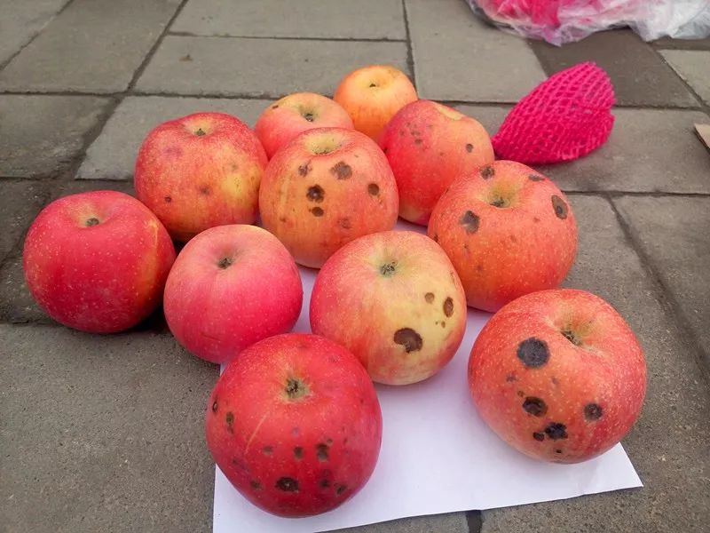 食品中的真菌毒素要怎么檢測(cè)