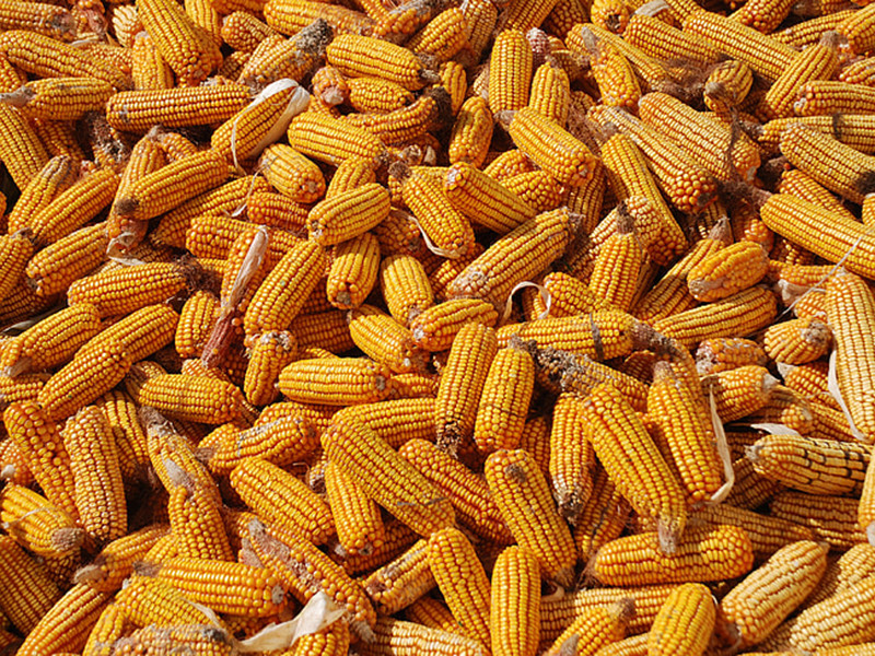 黃曲霉毒素主要存在于什么食品中？