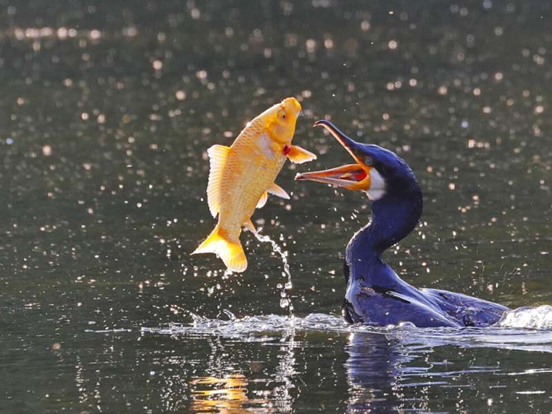 水產(chǎn)養(yǎng)殖常規(guī)水質(zhì)指標(biāo)的作用