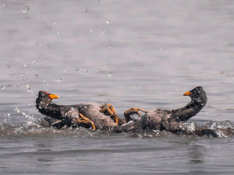 水質(zhì)在線自動(dòng)監(jiān)測(cè)儀的主要功能