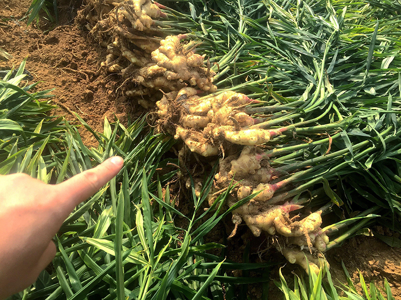 高智能土壤分析儀