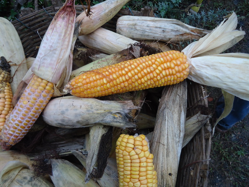 真菌毒素快速檢測(cè)儀快速、準(zhǔn)確定量檢測(cè)